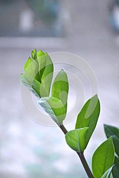 Crassula ovata, money tree, dollar tree - jade plant at the window close-up