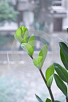 Crassula ovata, money tree, dollar tree - jade plant at the window close-up