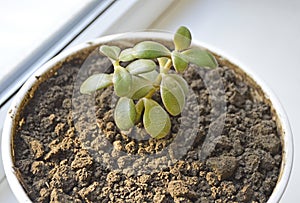 Crassula ovata, money tree, dollar tree - jade plant at the window close-up