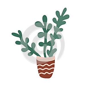 Crassula ovata or money tree houseplant in a flower pot