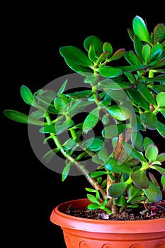 Crassula ovata or money tree succulent plant closeup on black background