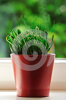 Crassula ovata monstrosa