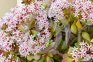 Crassula Ovata plant blossoming closeup with selective focus