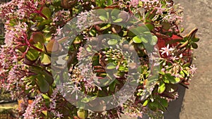 Crassula ovata plant full with pinkish white small flowers