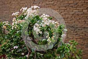 Crassula ovata, seen in Antsirabe, Madagaskar