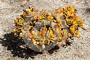 Crassula Ovata Succulent Plant