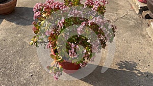 Crassula ovata succulent plant with small pink flowers