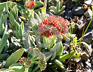 Crassula perfoliata var minor a succulent plant flowering