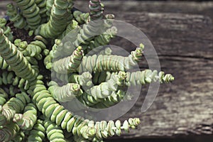 Crassula perforata close up