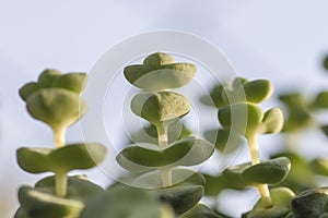 Crassula perforata close up