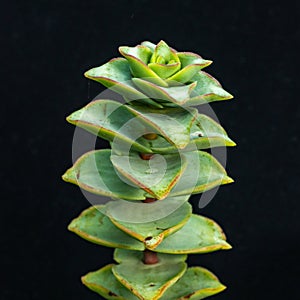 (Crassula perforata, Crassulaceae) succulent plant with succulent leaves photo