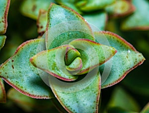 (Crassula perforata, Crassulaceae) succulent plant with succulent leaves photo