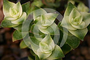 (Crassula perforata, Crassulaceae) succulent plant with succulent leaves