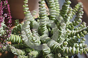 Crassula perforata or string of buttons close up photo