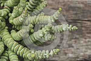 Crassula perforata photo