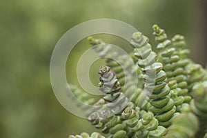 Crassula perforata or string of buttons plant photo