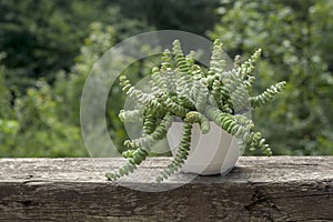 Crassula perforata