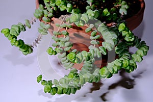 Crassula Perforata or String of Buttons, top view, close up. Care and Propagation with poor lighting