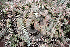 CRASSULA PERFORATA SUCCULENT CACTUS BACKGROUND. photo