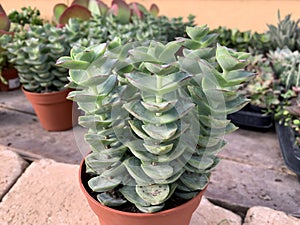 Crassula perforata is a succulent plant photo