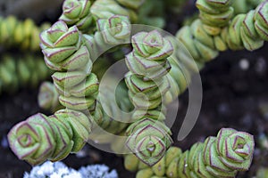 Crassula perforata succulent plant photo