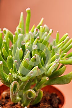 Crassula plant