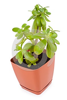Crassula plant