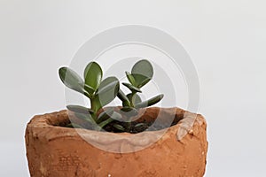 Crassula plant close up