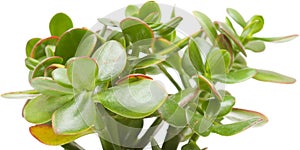 Crassula plant isolated