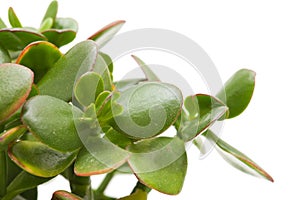 Crassula plant isolated