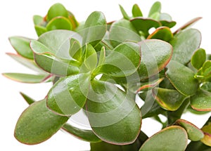 Crassula plant isolated