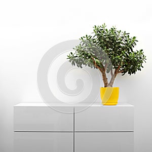 Crassula plant on white commode
