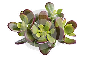 Crassula portulacea mini