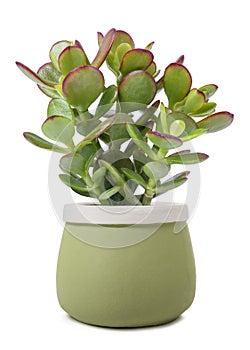 Crassula portulacea plant