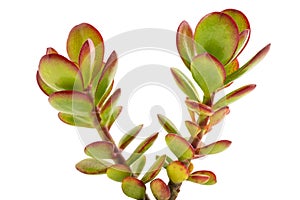 Crassula portulacea plant