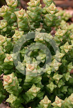 (Crassula rupestris, .Crassulaceae) succulent plant with succulent leaves