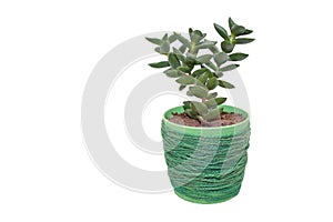 Crassula Spring Time in a DIY twine pot isolated on white background