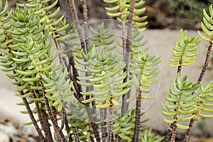 Crassula Tetragona crassulaceae plant in the garden