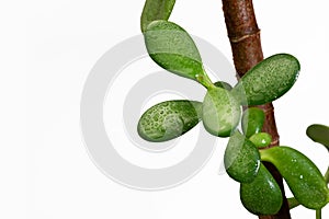 Crassula young leaves in water drops with white background