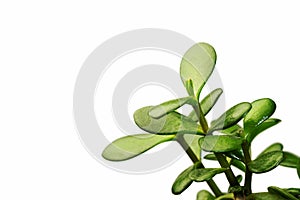 Crassula young leaves in water drops with white background