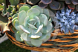 Crassulaceae basket photo