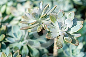 Crassulaceae or Kalanchoe blossfeldiana Poellnitz