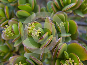 Crassulaceae succulent plant photo