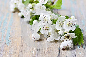 Crataegus commonly called hawthorn, thornapple