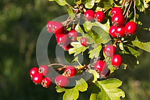 Crataegus Laevigata