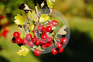 Crataegus Laevigata photo