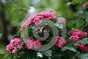 Crataegus laevigata medicinal plant blooms red flowers on green background