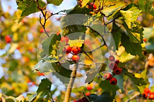 Crataegus laevigata, midland or English hawthorn or mayflower ripe berries at autumn.