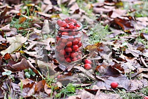 Crataegus laevigata, midland or English hawthorn or mayflower ripe berries at autumn.