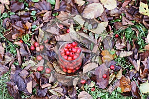 Crataegus laevigata, midland or English hawthorn or mayflower ripe berries at autumn.